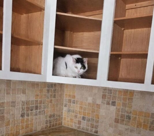 cat sitting in cabinet in kitchen